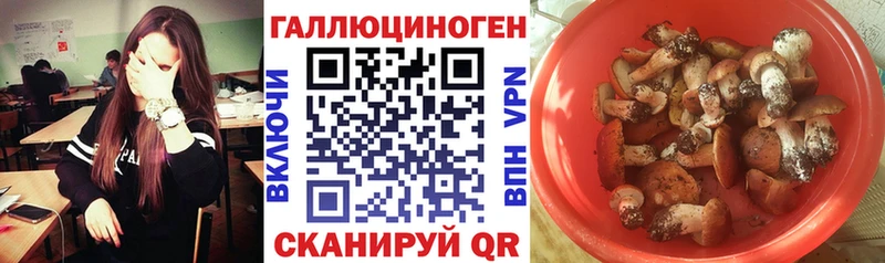 МЕГА вход  цена   Суздаль  Галлюциногенные грибы мицелий 
